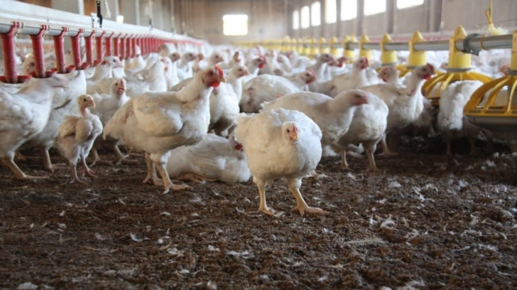 H5N6 là gì? Liệu chủng virus này có thể gây nguy hiểm cho con người?